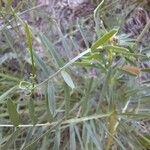 Vicia onobrychioides Листок