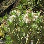 Kleinia neriifolia Fleur