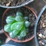 Haworthia cooperi Leaf