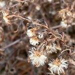 Dittrichia graveolens Fruit