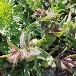 Nonea vesicaria Hoja