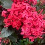 Ixora chinensis Blüte
