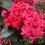 Ixora chinensis Цвят