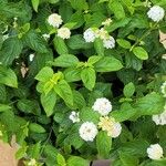 Lantana canescens Кветка