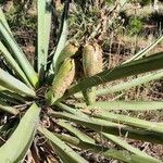 Yucca baccata Fruto