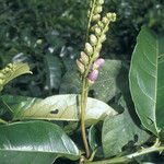 Solanum coriaceum Цвят