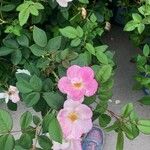 Rosa gallica Květ