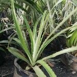 Bromelia pinguin Leaf