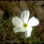 Linanthus dichotomus Λουλούδι