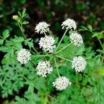 Oenanthe crocata 花