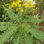 Sonchus palmensis Flor
