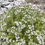 Drypis spinosa Flower