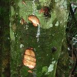 Trilepisium madagascariense Magamba