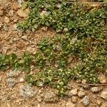 Guilleminea densa Habitus