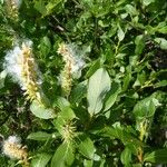 Salix breviserrata 其他