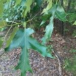 Quercus falcata 叶