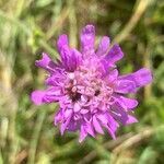 Knautia arvernensis Floare