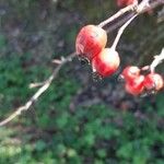 Rosa mollis Fruit