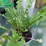 Taraxacum campylodes G.E.Haglundഇല
