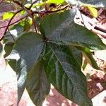 Gossypium barbadense Leaf