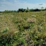 Daucus carotaLeaf