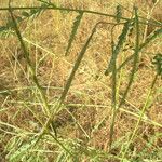 Sesbania pachycarpa Habit