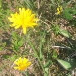 Scorzoneroides pyrenaica Floare