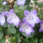 Campanula isophylla Fula