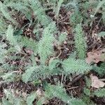 Achillea crithmifolia 叶