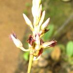 Bulbophyllum saltatorium Flower