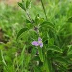 Barleria volkensii Leaf