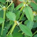 Euphorbia crotonoides Hostoa