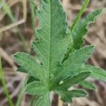 Convolvulus althaeoides Blad