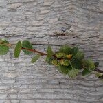 Betula nana Fruit