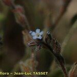 Myosotis minutiflora 花