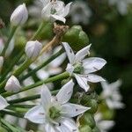 Allium ramosum Flower