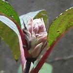 Viburnum × bodnantense Bloem