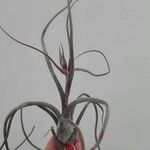 Tillandsia pseudobaileyi Leaf