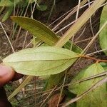 Anisophyllea quangensis Leaf