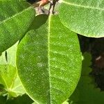 Rhododendron aureum Leaf