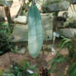 Bulbophyllum magnibracteatum Habitus