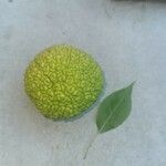 Maclura pomifera Fruit