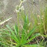 Eryngium agavifolium ശീലം