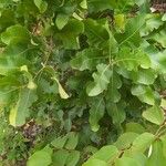 Curatella americana Fuelha