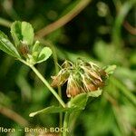 Trifolium michelianum Fruit