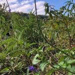 Stachytarpheta urticifolia ശീലം