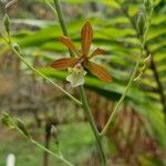 Encyclia tampensis Hoja