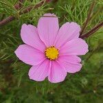 Cosmos bipinnatusBlüte