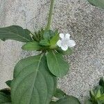 Barleria cristataKukka