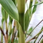 Sobralia rosea Bark